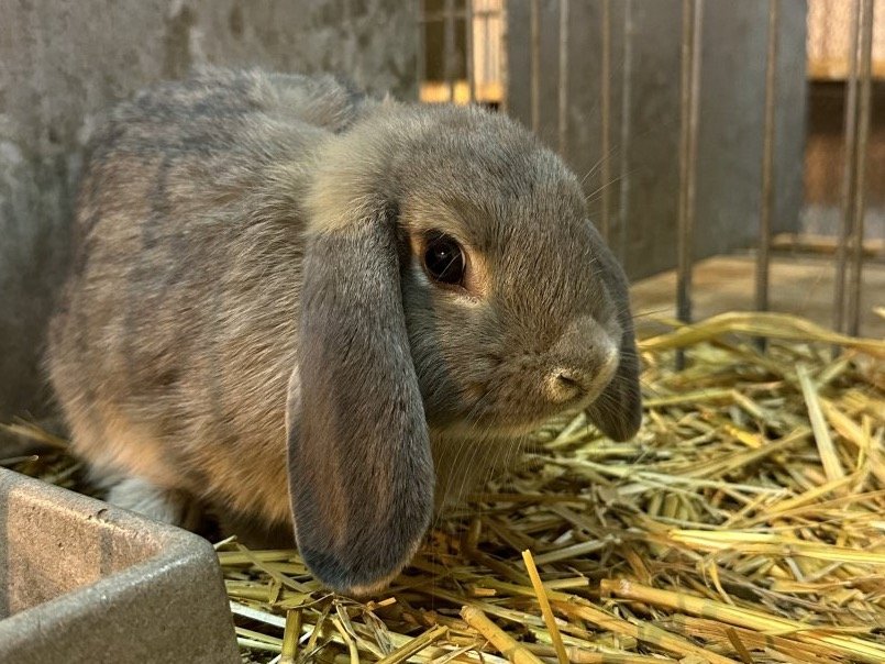 Vydařený první školkový týden 🐰